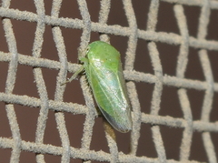 Hyalojassini