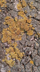 Xanthoria parietina