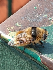 Cephenemyia stimulator