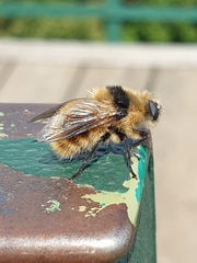 Cephenemyia stimulator