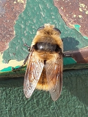 Cephenemyia stimulator