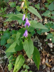 Campanula rapunculoides