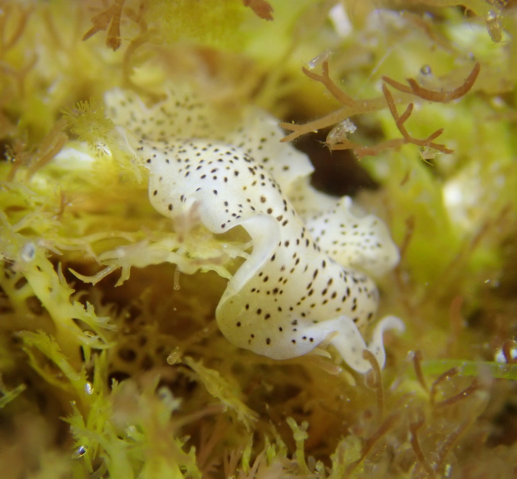 Enchiridium punctatum from La Jolla, San Diego, CA, USA on August 11 ...