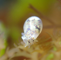 Cystiscidae