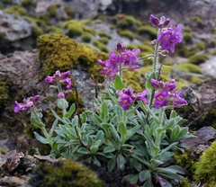 Boechera breweri breweri