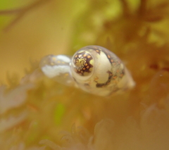Cystiscidae