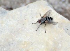 Microphthalma disjuncta