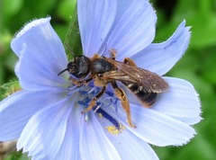 Halictus sexcinctus