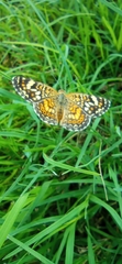 Phyciodes pallescens