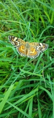 Phyciodes pallescens