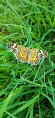 Phyciodes pallescens