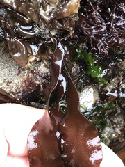 Grateloupia doryphora