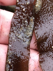 Grateloupia doryphora