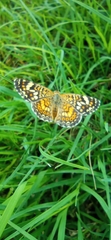 Phyciodes pallescens