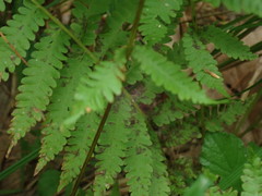Coryphopteris simulata