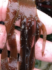 Grateloupia doryphora