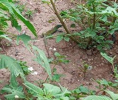 Aspidoscelis costatus