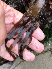Grateloupia doryphora