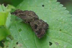 Staphylus hayhurstii