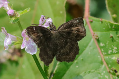 Staphylus hayhurstii