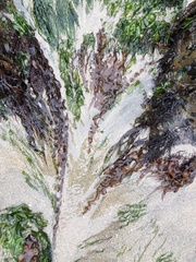 Grateloupia doryphora