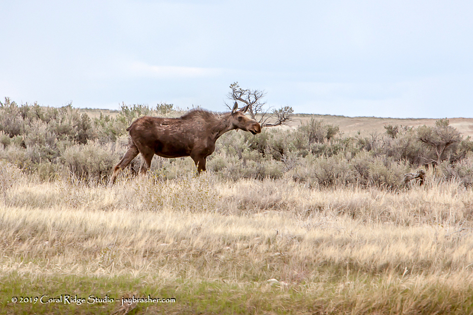 Moose from Sweetwater County, WY, USA on May 25, 2019 at 0607 PM by