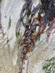 Grateloupia doryphora