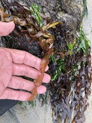 Grateloupia doryphora