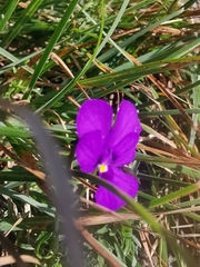 Viola dubyana