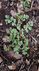 Hosackia crassifolia crassifolia