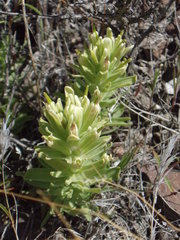 Castilleja xanthotricha