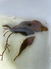 Lepadogaster lepadogaster