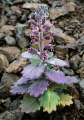 Streptanthus hispidus