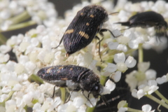 Acmaeoderella flavofasciata flavofasciata