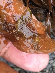 Grateloupia doryphora