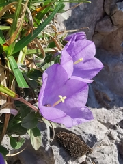 Campanula raineri