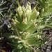 Yellowhair Indian Paintbrush - Photo (c) Lindsey K. Wise, some rights reserved (CC BY), uploaded by Lindsey K. Wise