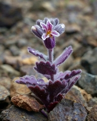 Streptanthus hispidus