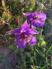 Aquilegia confusa