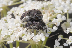 Acmaeoderella flavofasciata flavofasciata