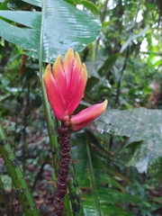 Heliconia episcopalis