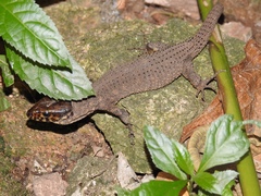 Lepidophyma flavimaculatum