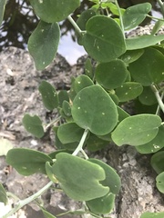 Capparis spinosa