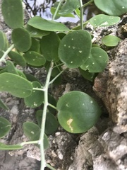 Capparis spinosa
