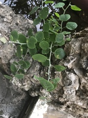 Capparis spinosa