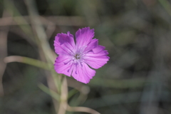Dianthus graniticus