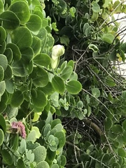 Capparis spinosa
