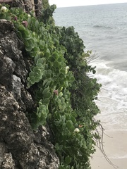 Capparis spinosa