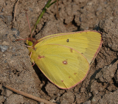 Colias philodice eriphyle