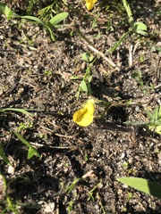 Crotalaria excisa